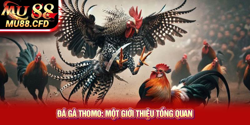 Đá Gà Thomo: Một Giới Thiệu Tổng Quan