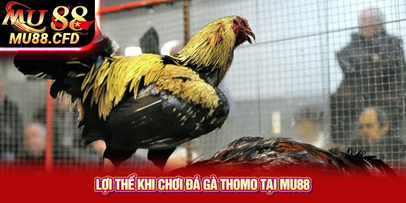 Lợi Thế Khi Chơi Đá Gà Thomo Tại Mu88